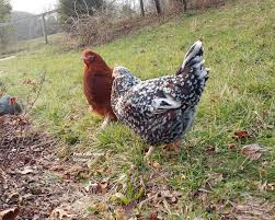 We did not find results for: Pam S Backyard Chickens Sussex Chicken Breed Spotlight