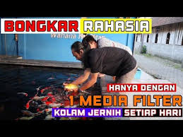 Filter Kolam Koi Jernih Setiap Hari Hanya Dengan 1 Media Filter Youtube Di 2020 Filter Kolam Kreatif