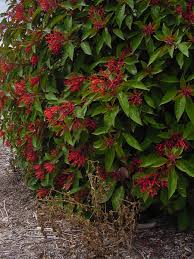 Check spelling or type a new query. Plant Answers