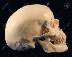 Jun 25, 2021 · late middle pleistocene harbin cranium represents a new homo species study. A Side View Of A Human Skull On Black Stock Photo Picture And Royalty Free Image Image 3472422