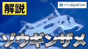 解説】サメじゃない⁉ ゾウギンザメの不思議 【サンシャイン水族館】 - YouTube