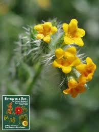 Image result for Boraginaceae