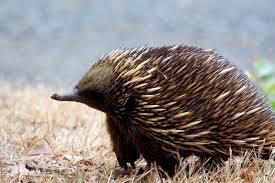 Wacky Wednesday The Echidna Australian Native Animals Australian Animals Weird Animals