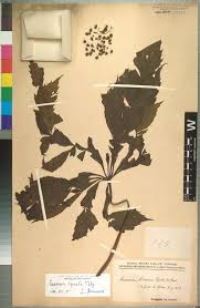 Image result for Christella gueinziana