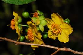 Image result for Ochna natalitia