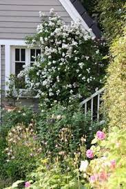 We did not find results for: 10 Rose Perennial Blush Ideen Mehrjahrige Pflanzen Kleine Weisse Bluten Rosen Tantau