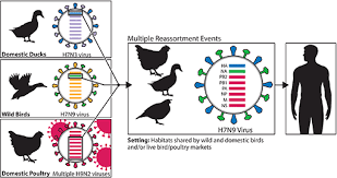 Bird flu, a viral respiratory disease of poultry and other bird species, including migratory waterbirds, that can be transmitted to humans. 2 Influenza Virus Types And Subtypes Atrain Education