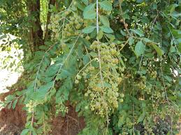 Image result for Lawsonia