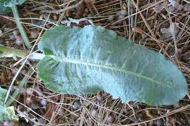 Image result for Rumex pulcher