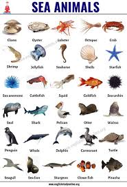 Sea Animals List Of 30 Popular Sea Animals With Esl Pictures English Study O Ingilizce Deyimler Hayvanlar Dilbilgisi