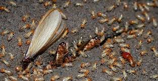 2 trust america s #1 termite defense to keep your home termite free. Blog How To Tell If Your Lynchburg Property Has Termites