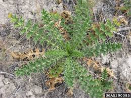 Image result for Carduus