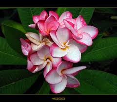The Plumeria 4222 In 2020 Plumeria Plumeria Flowers Frangipani