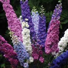Venta Online De Semillas Espuela Del Caballero Delphinium 200 Semillas