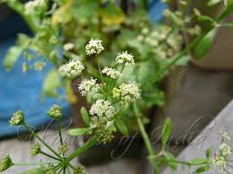 Image result for Apium graveolens