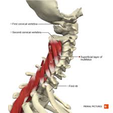 Our neck is where we find the seven cervical vertebrae, with c7 (the seventh cervical vertebra) meeting t1 (the let's take a tour around the cervical spine region. Cervical Anatomy Physiopedia