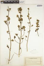 Image result for Leucas glabrata