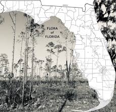 Image result for Anthephora pungens