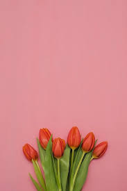 Free Image On Pixabay Flower Nature Tulip Leaf Plants Flower Wallpaper Flower Background Wallpaper Spring Wallpaper