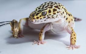 Leopard Gecko Diet Best Food Sizes Feeding Schedules