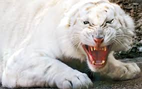 Roaring Albino Tiger Wallpapers Hd Free 286369 Albino Animals Rare Albino Animals Animals
