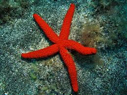 Check spelling or type a new query. Mediterranean Red Sea Star Red Starfish Echinaster Sepositus