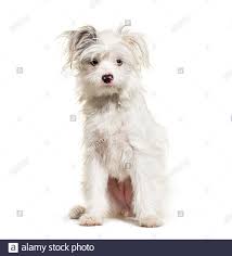 Image result for white yorkshire terrier