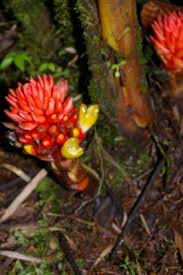 Image result for Renealmia