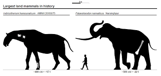 File Largest Land Mammals Size Chart Jpg Wikimedia Commons