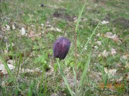 Laleaua pestrita fritillaria meleagris infloreste in romania. Laleaua PestriÅ£Äƒ E In Floare RÄƒsunetul