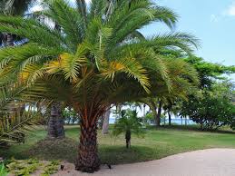 Windmill palms grow 6 to 12 inches per year. 11 Palm Trees That Tolerate Cold Weather