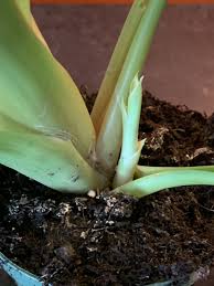 It is true that you rarely want to use top soil or garden soil for a container plant. Bromeliads Tips Q A And Advice For Caring For Colorful Flowers In Florida