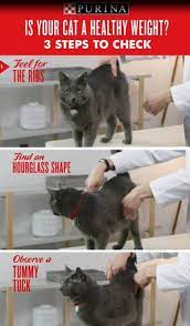 Pin On Cats