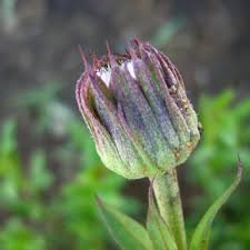 Image result for Vernonia galpinii