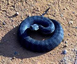 Australias 10 Most Dangerous Snakes