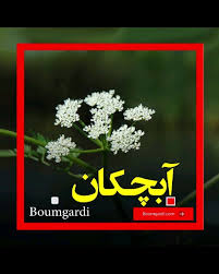 Image result for Oenanthe mildbraedii