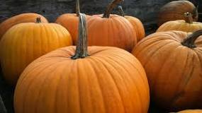 What happens to unsold pumpkins after Halloween?