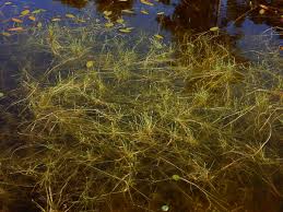 Image result for Isolepis fluitans