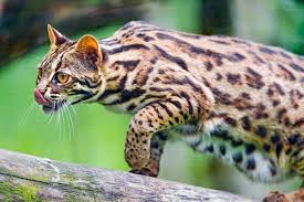They are certainly not completely sedentary as they do enjoy playing games and challenging their minds. 10 Small Exotic Cats That Are Legal To Keep As Pets Pethelpful