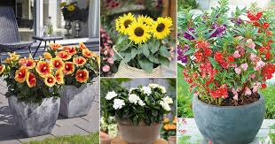 Chart winter season flowers name list in india. 12 Beautiful Rainy Season Flowers You Can Grow In Monsoon