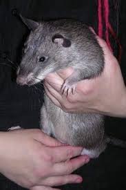 This Is A Gambian Pouched Rat Isn T He Cute This Is The Largest Rat In The World They Can Grow To Be 3 Feet Long And Weigh As Pet Rats