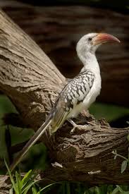 What type of bird is zazu. Red Billed Hornbill Wikipedia