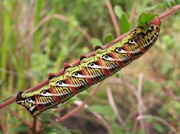Black And Yellow Striped Caterpillar Identification North American Caterpillar Identification Caterpillar Sphinx Moth Caterpillar Colorful Animals