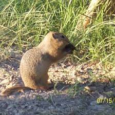 Lacy-jo Piquette Lacyjop Profile Pinterest