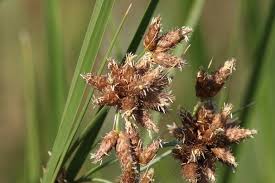 Image result for Bolboschoenus glaucus