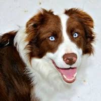 Contact ohio border collie breeders near you using our free find border collie puppies and dogs for adoption today! Border Collie Rescue Adoptions