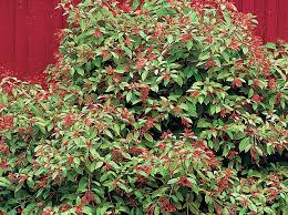 Florida native plants parts of a plant clay soil nativity flora exterior hummingbirds gardening the nativity. Hummingbirds Love Firebush Hummingbird Plants Hummingbird Garden Florida Native Plants