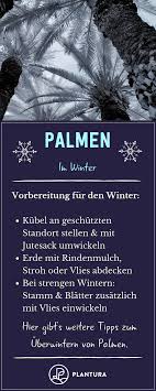 Winterharte Palmen Die Besten Arten Fur Den Garten Palmen Winterharte Palmen Und Exotische Pflanzen
