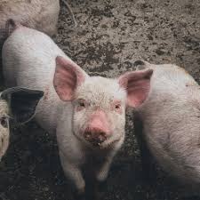 ☆ subscribe for more videos: Huawei Turns To Ai Pig Farming To Bring Home The Bacon Total Telecom