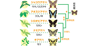 キアゲハ 食 草